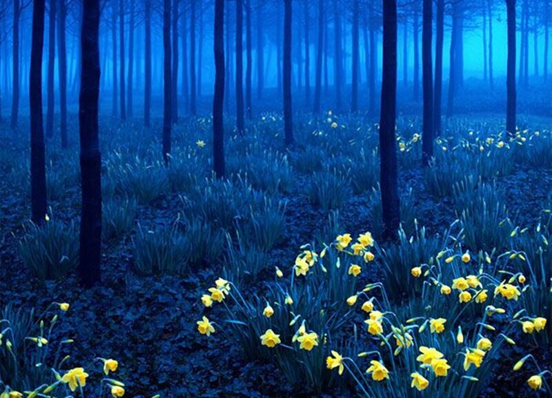 Daffodils in Forest — Blue, Serene, Night