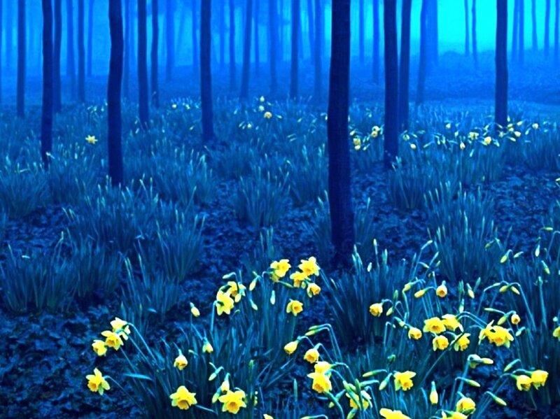 Daffodils in Forest — Blue, Serene