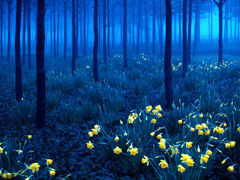 Daffodils in Forest — Blue