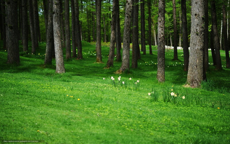 Daffodils in Forest — Green, Serene, Spring