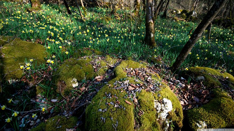 Daffodils in Forest — Green, Serene