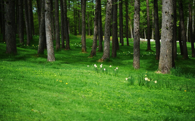 Daffodils in Forest — Green