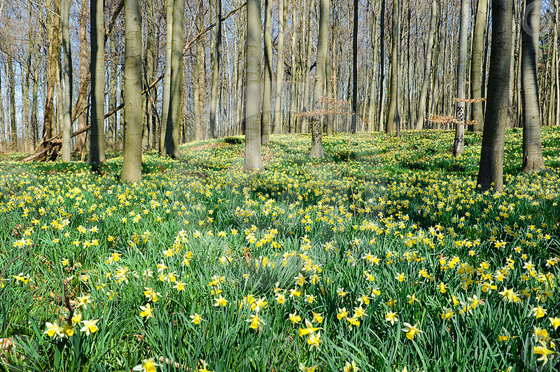 Daffodils in Forest