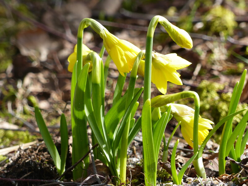 Daffodils in Forest — Yellow, Natural