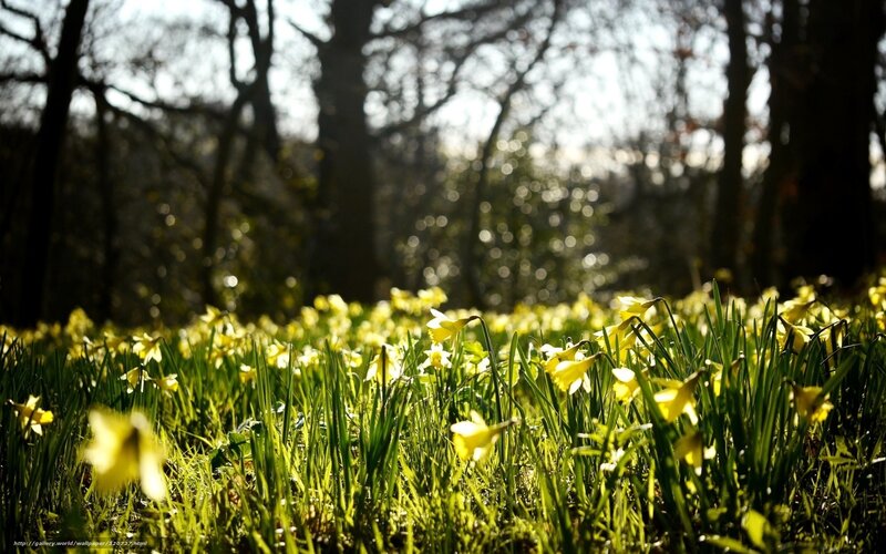 Daffodils in Forest — Yellow, Serene, Spring