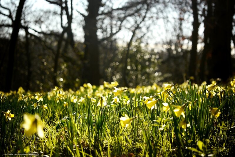 Daffodils in Forest — Yellow, Serene
