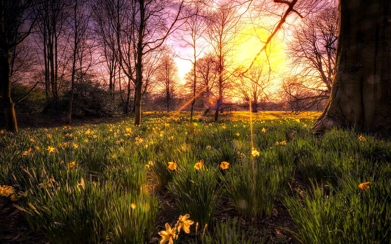 Daffodils in Forest — Yellow