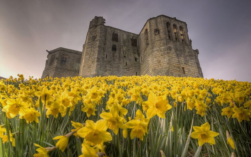 Daffodils in front of a castle
