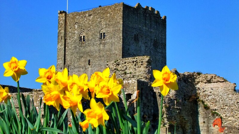 Daffodils in front of a castle