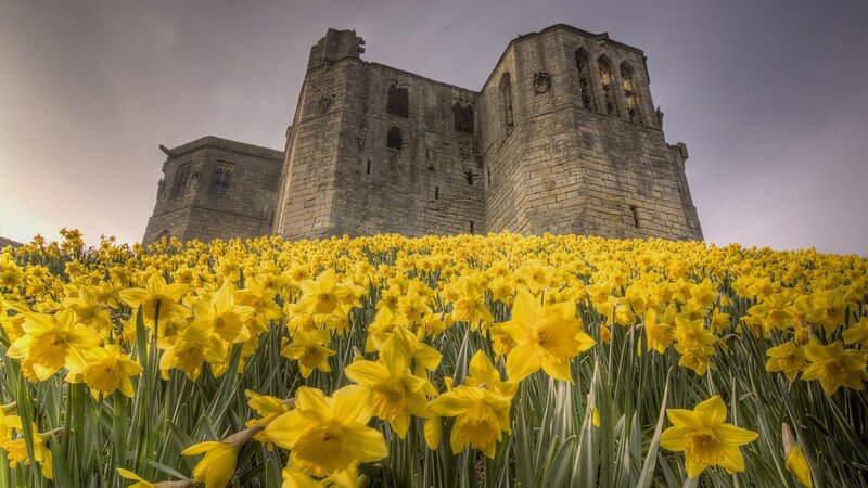 Daffodils in Front of Castle