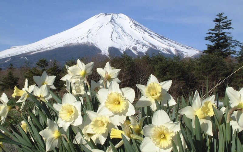 Daffodils in front of Mount Fuji