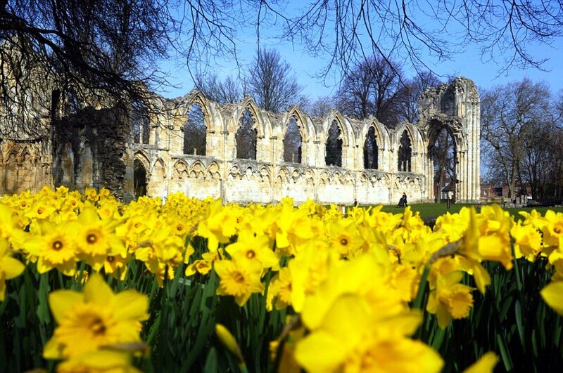 Daffodils in Front of Ruins