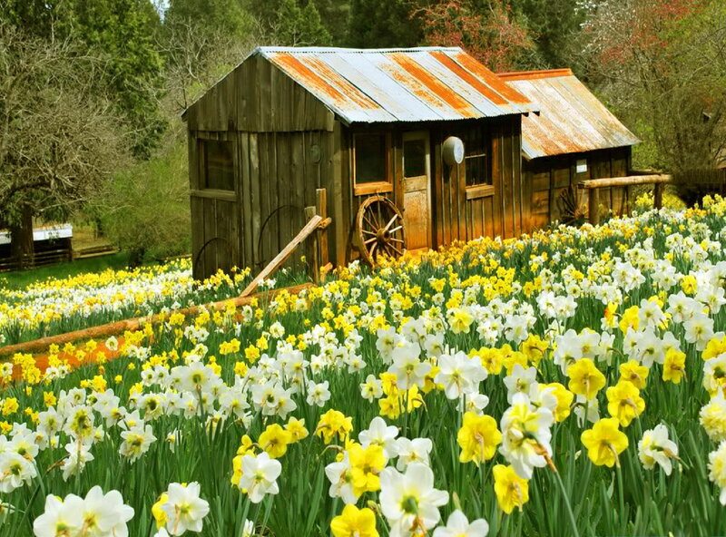 Daffodils in Front of Shed