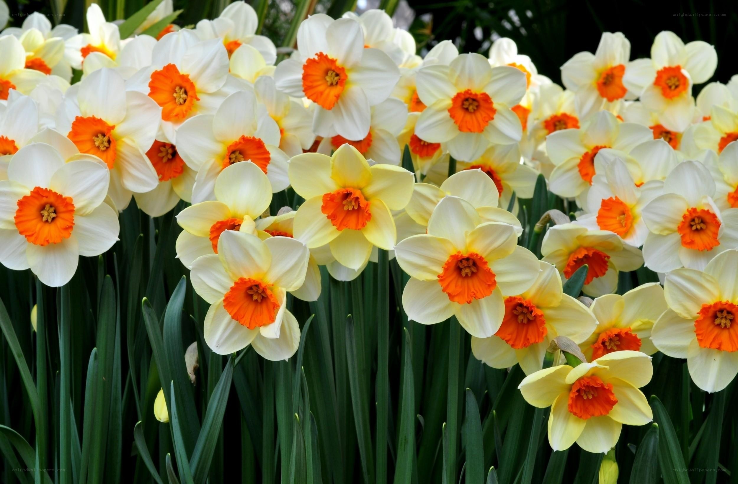 Daffodils in full bloom