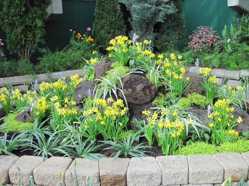 Daffodils in Garden Bed