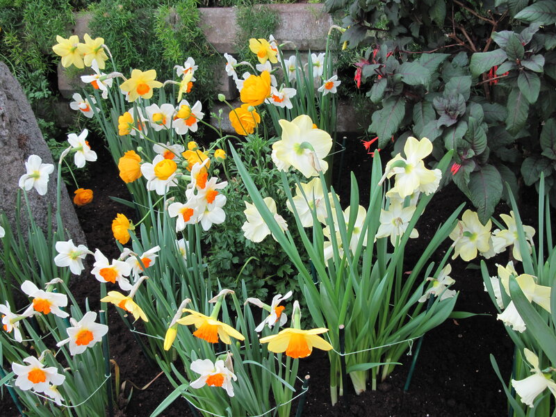 Daffodils in Garden Bed — Yellow