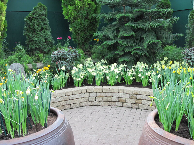 Daffodils in Garden — Green