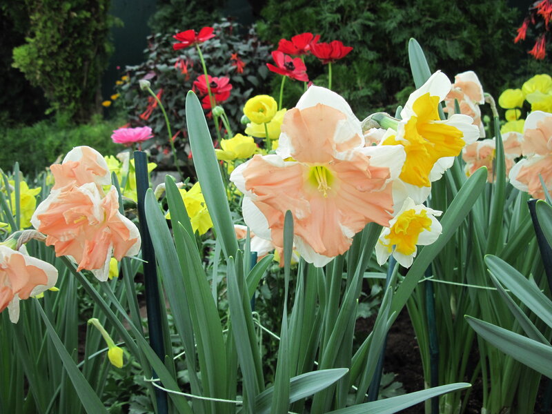 Daffodils in Garden — White, Calm