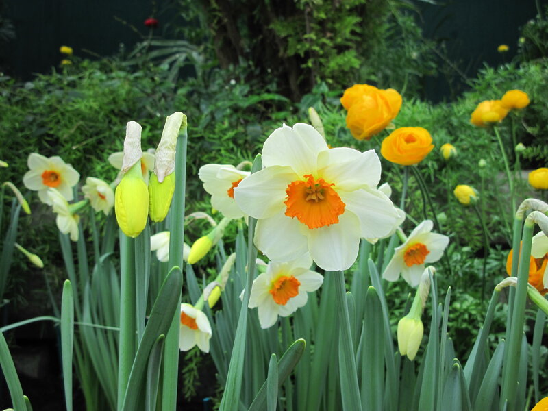 Daffodils in Garden — White, Serene