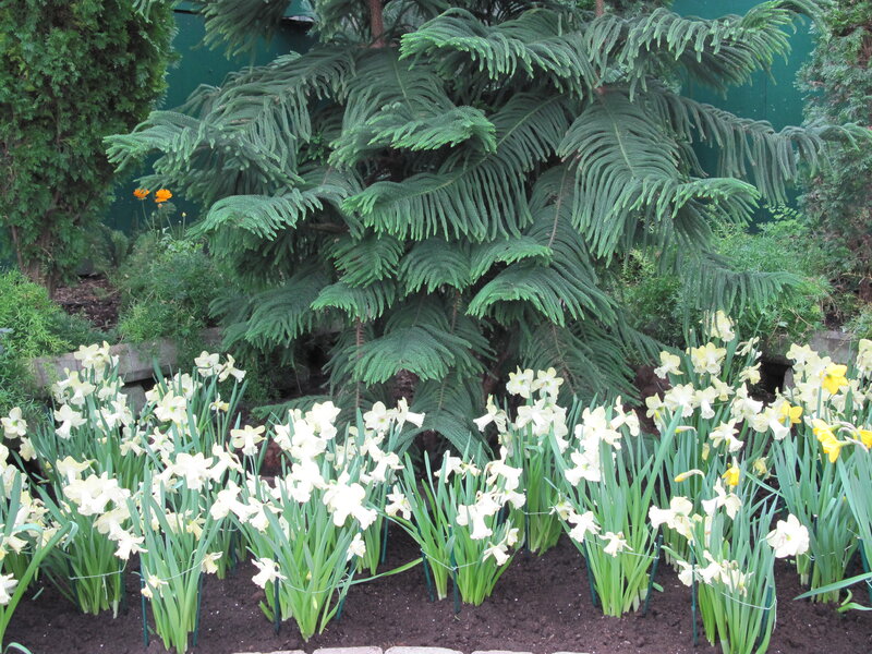 Daffodils in Garden — White