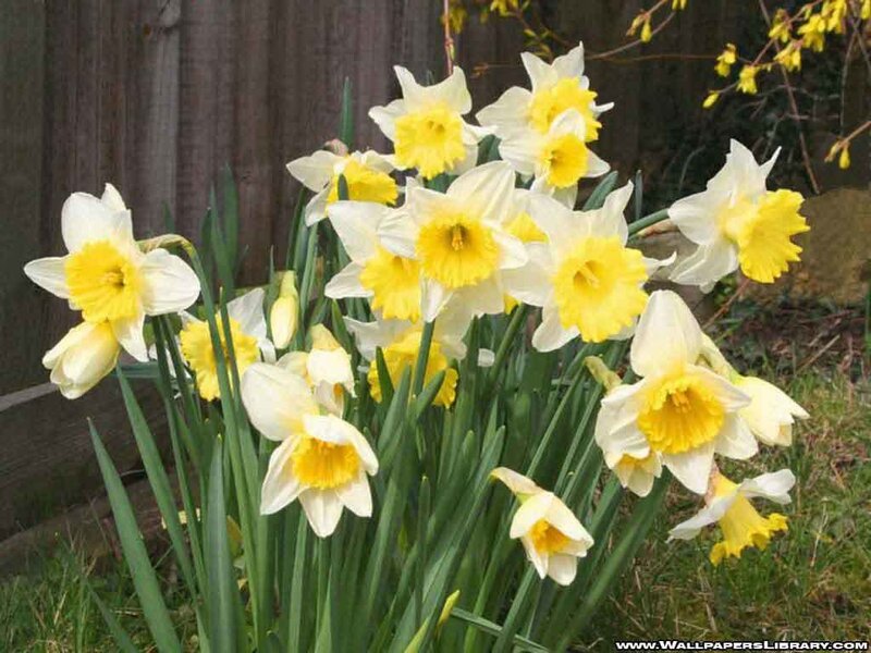 Daffodils in Garden — Yellow, Calm, Spring, Photograph