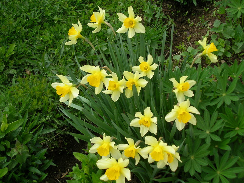Daffodils in Garden — Yellow, Calm