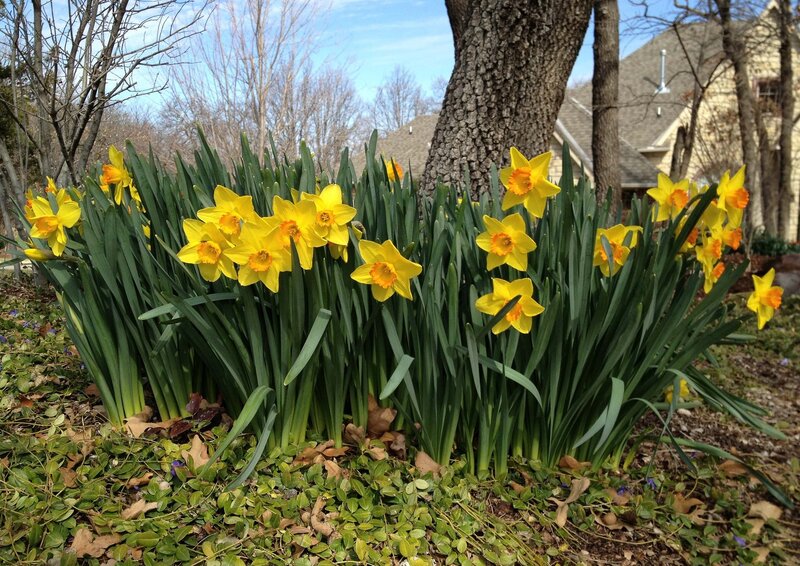 Daffodils in Garden — Yellow, Serene, Spring, Photograph