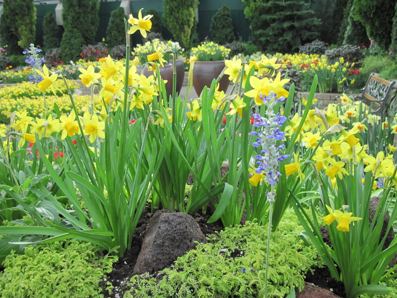 Daffodils in Garden — Yellow, Serene, Spring