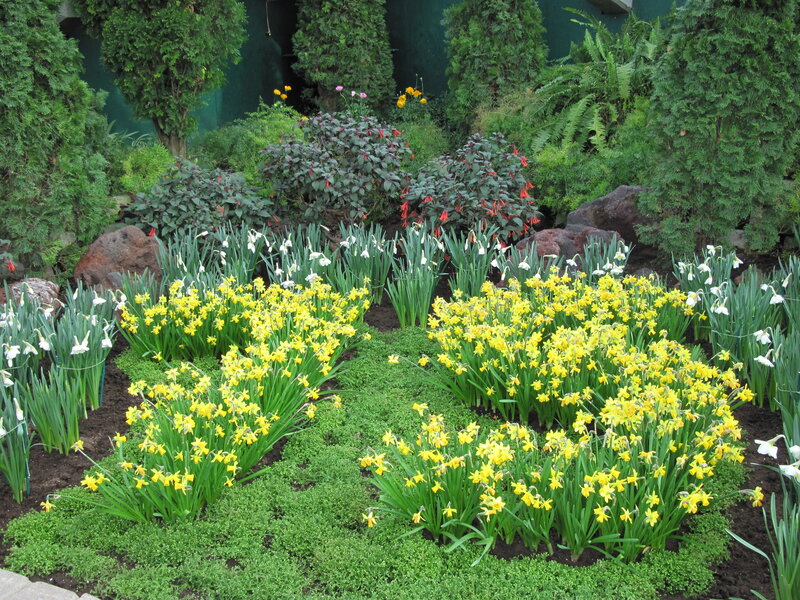 Daffodils in Garden — Yellow, Serene
