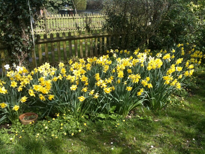 Daffodils in Garden — Yellow