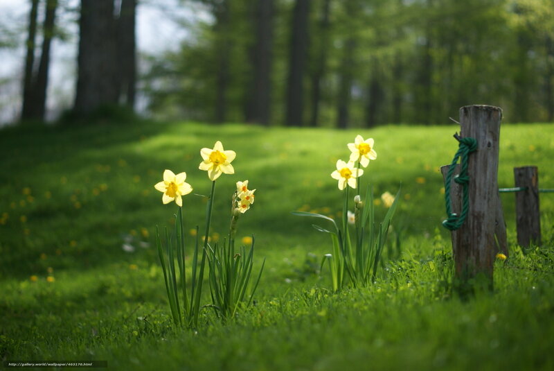 Daffodils in Grass — Green, Serene, Spring