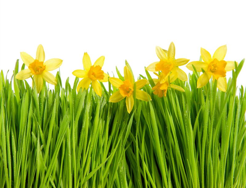 Daffodils in Grass — Green