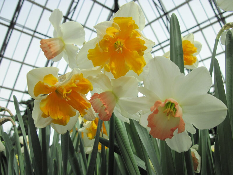 Daffodils in Greenhouse