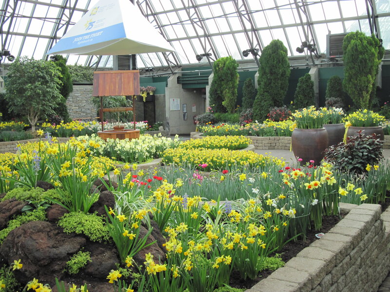 Daffodils in Greenhouse — Yellow