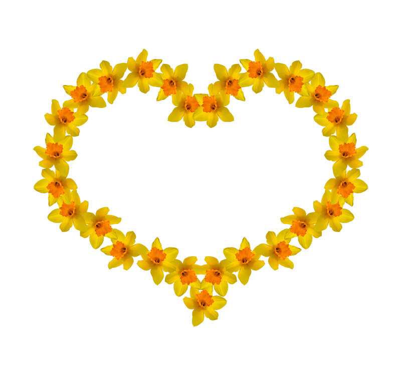 Daffodils in Heart Shape