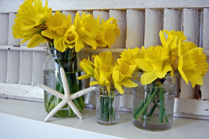Daffodils in Jars