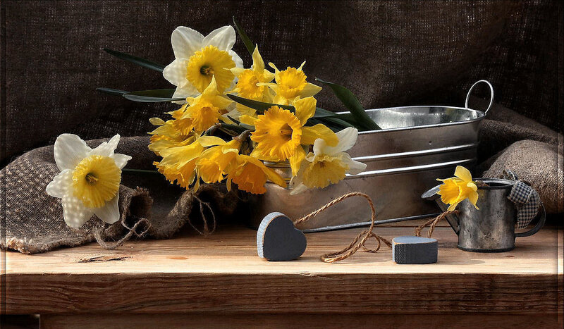 Daffodils in Metal Bucket