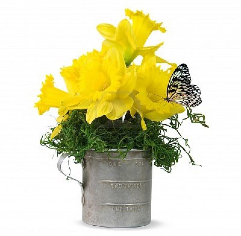 Daffodils in Metal Cup