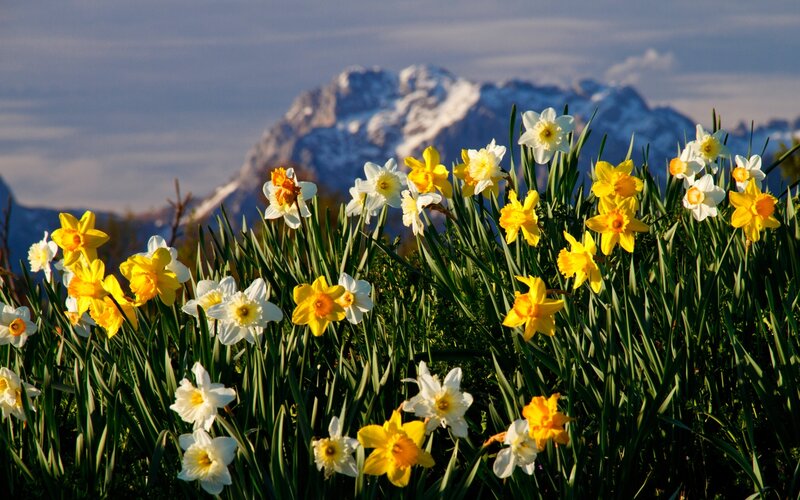 Daffodils in Mountain Field