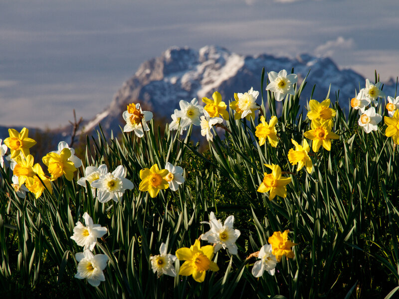 Daffodils in Mountain Field — Yellow, Serene