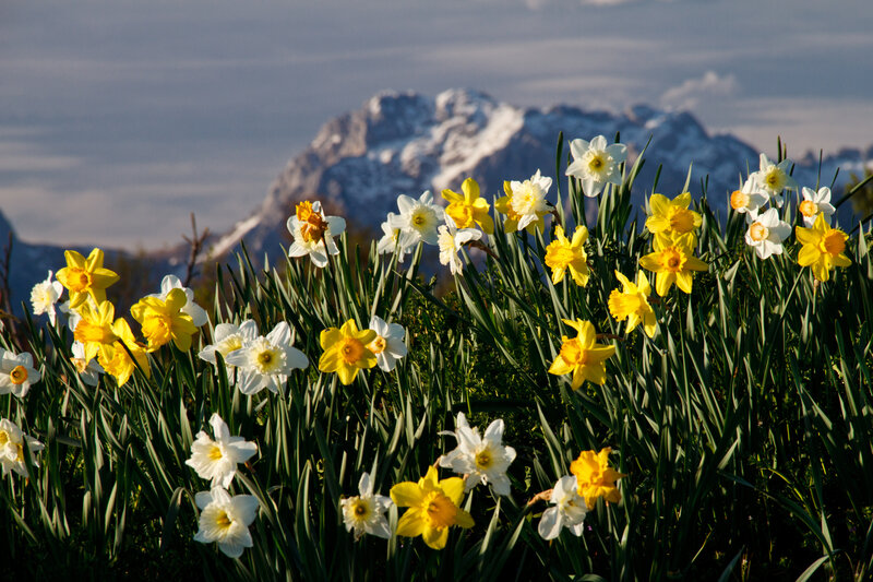 Daffodils in Mountain Field — Yellow