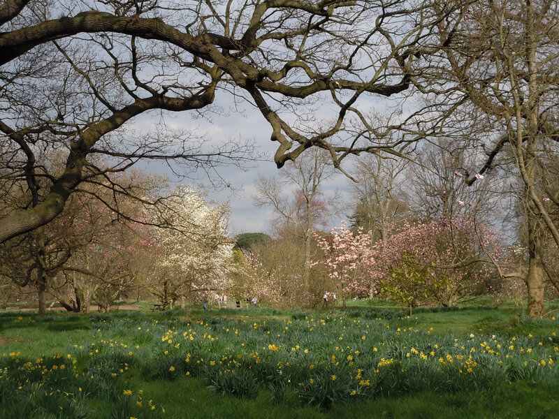 Daffodils in Park