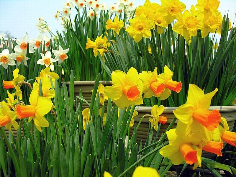 Daffodils in Pots