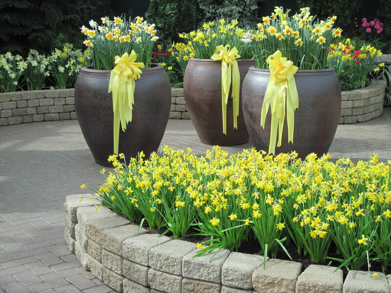Daffodils in Pots — Yellow, Festive