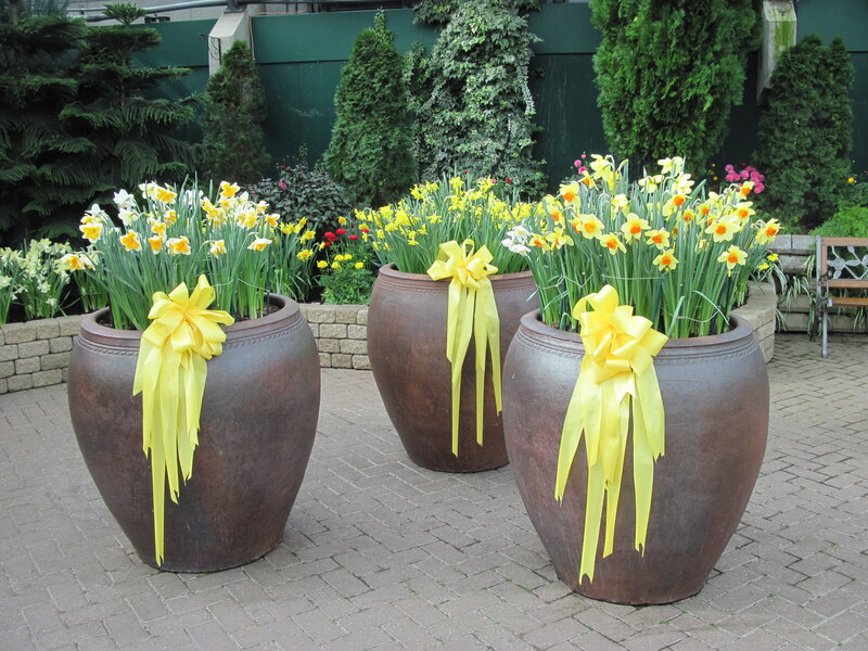 Daffodils in Pots — Yellow