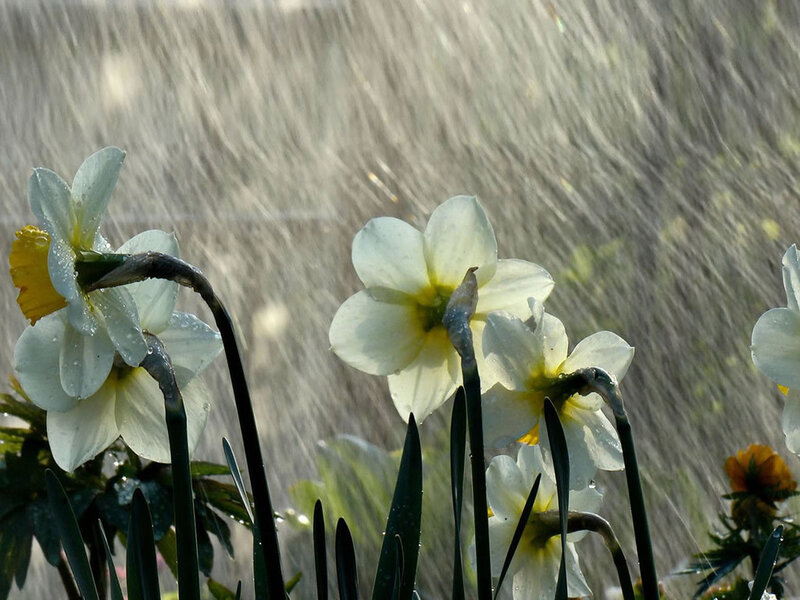 Daffodils in Rain