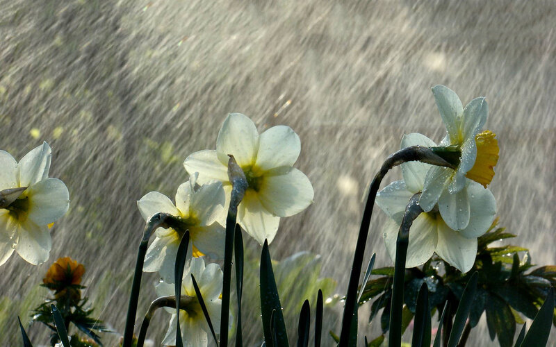 Daffodils in Rain — White, Calm