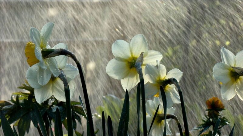 Daffodils in Rain — White