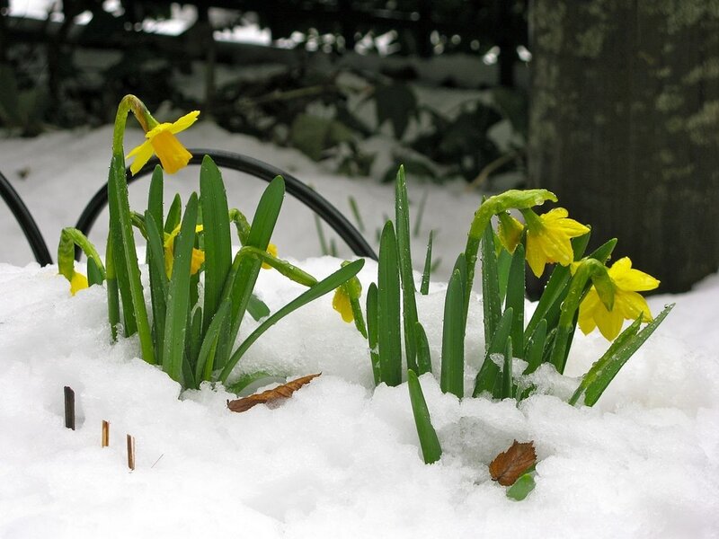 Daffodils in Snow