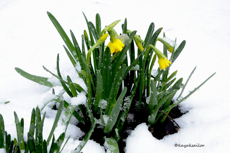 Daffodils in Snow — White, Calm